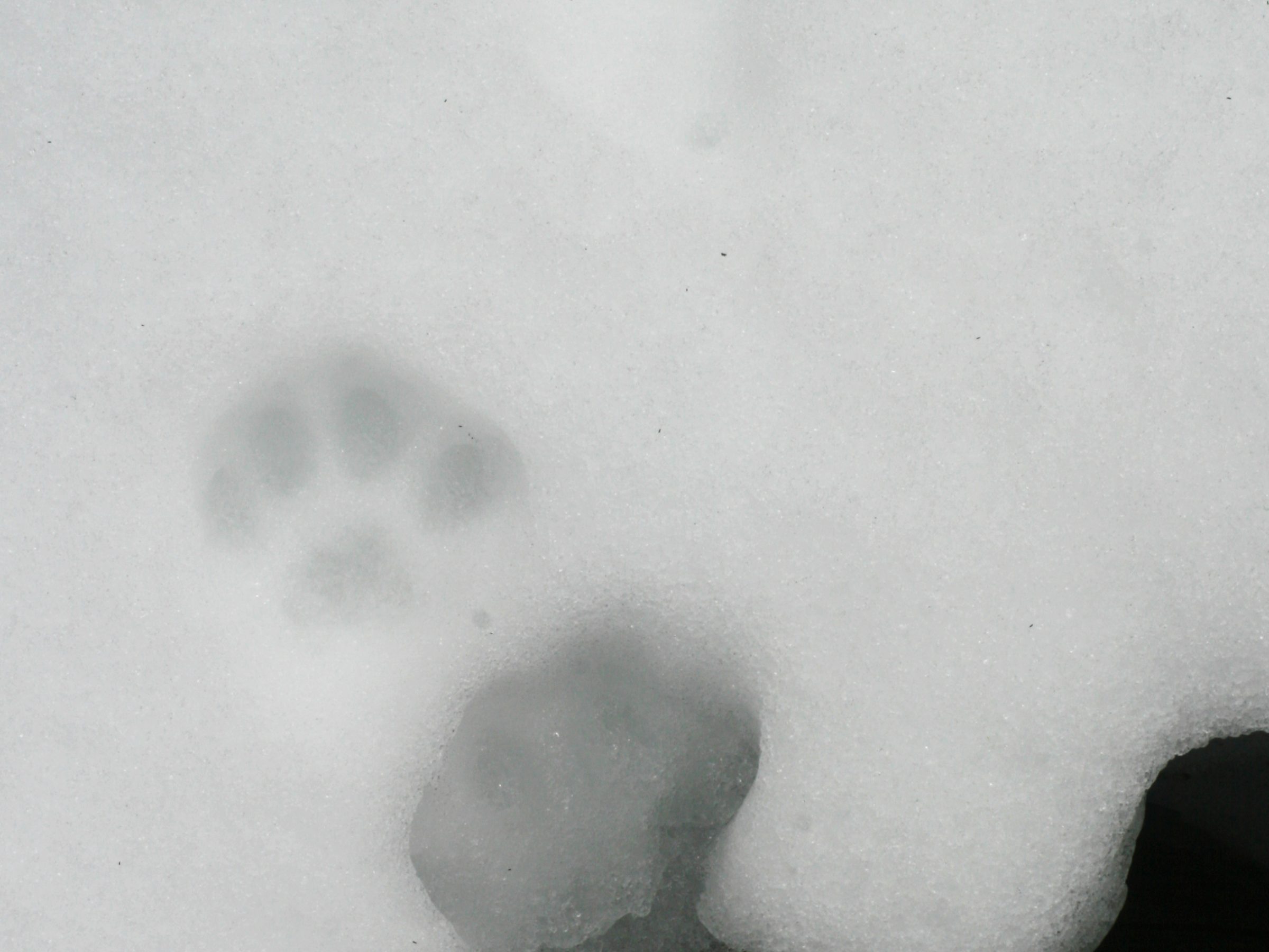 bobcat tracks in the snow