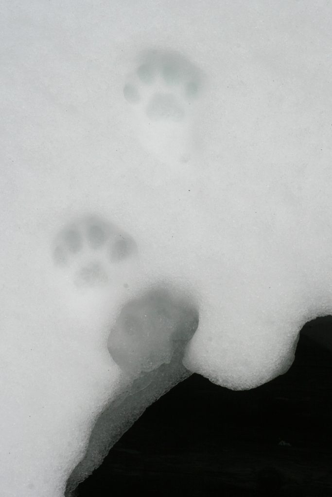bobcat tracks in the snow, next to a hollow in the snow