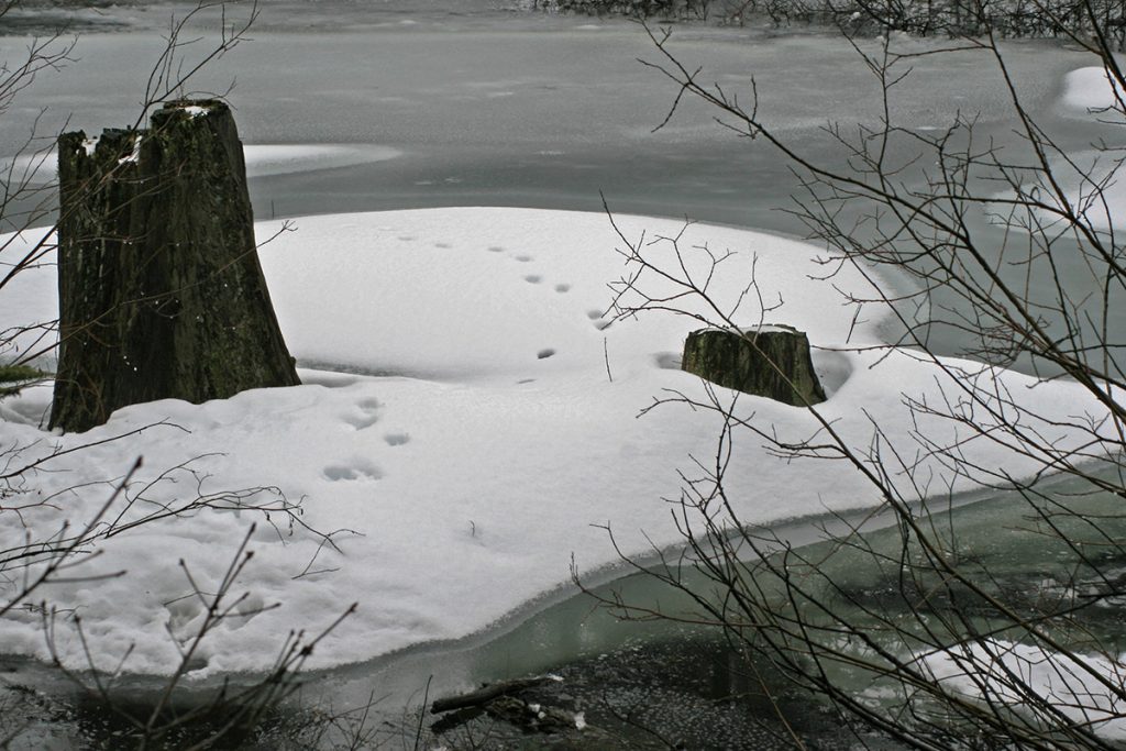 bobcat tracks cross a small island of snow with two tree trunks emerging from an icy pond edged by bare branches