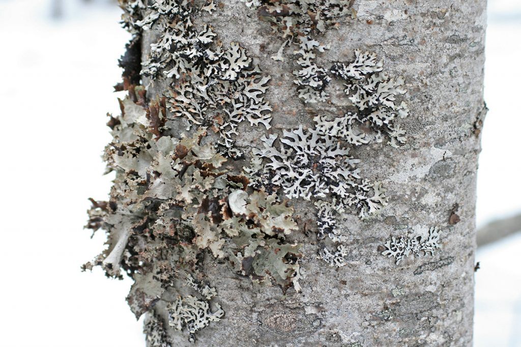 gray green lichen adorns a mottled gray tree trunk