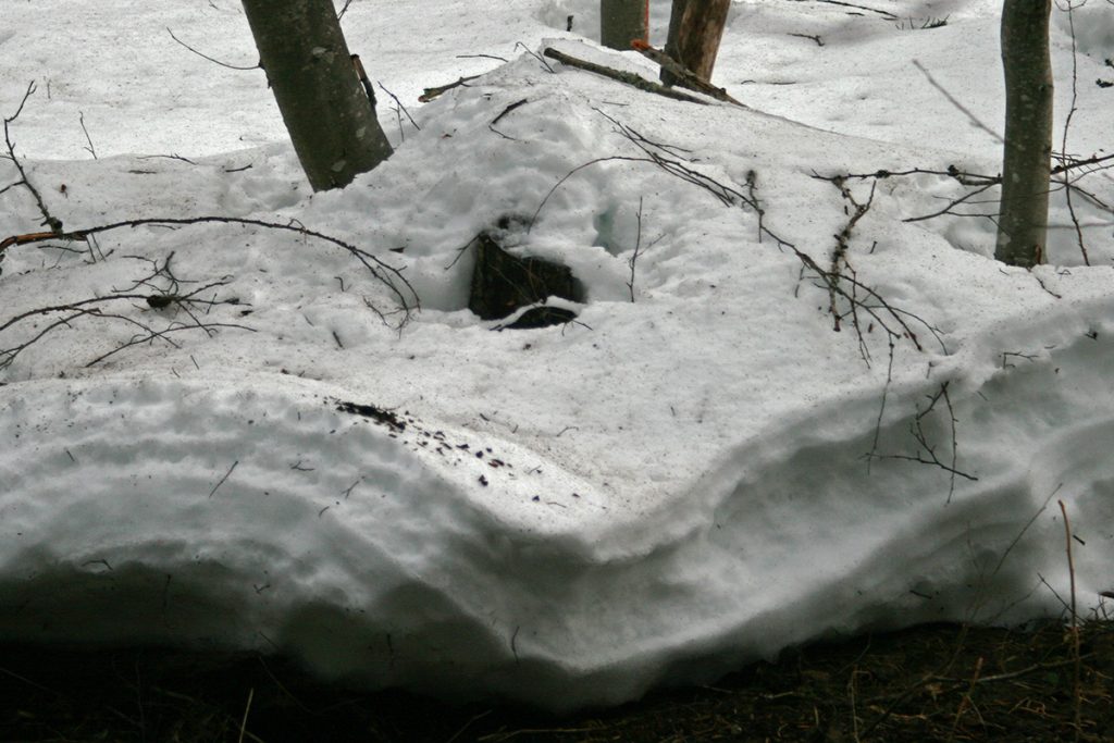 the sagging, exposed edge of retreating snow on a streambank, with tree trunks