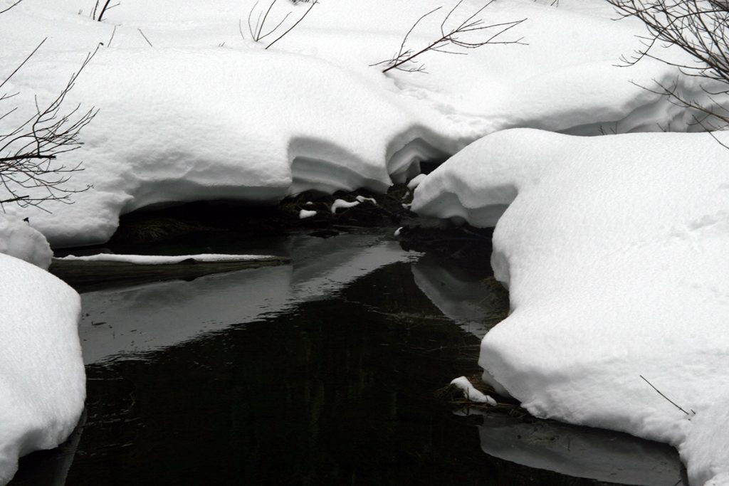 sinuous snowbanks edging a dark still creek