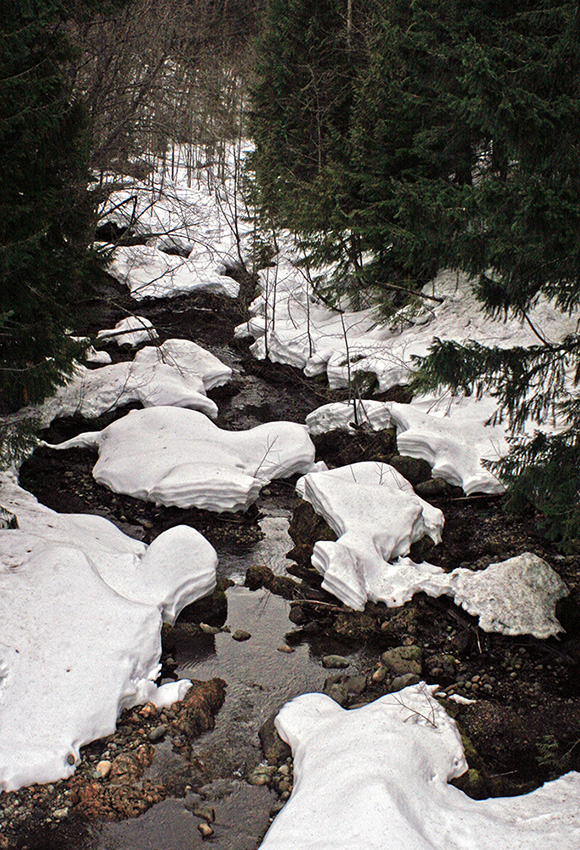 islands of snow melted around a shallow stream edged by conifers