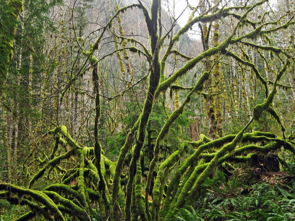 moss-covered vine maple arms branching out from a base before a misty forest and distant hillside