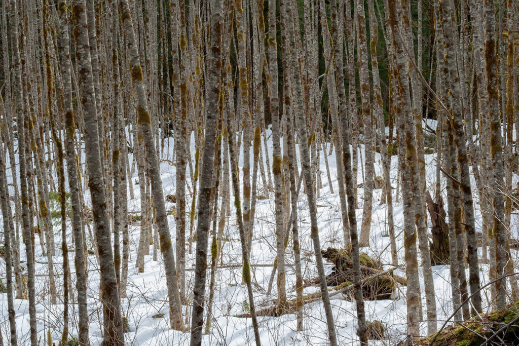 snowy field of saplings dotted with brown-green moss