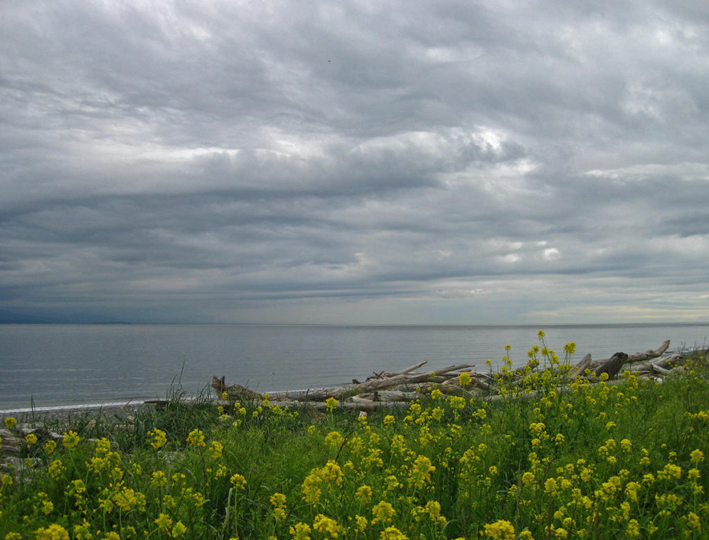 silvery clouds lightened in patches by white and gold cover the sky over the ocean, with yellow weeds and bleached driftwood in the foreground