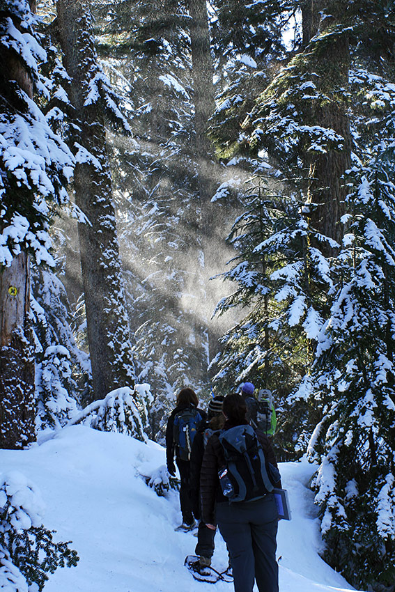 people snowshoe through a conifer forest coated with snow as sun rays catch steam rising and dustings of light snow falling