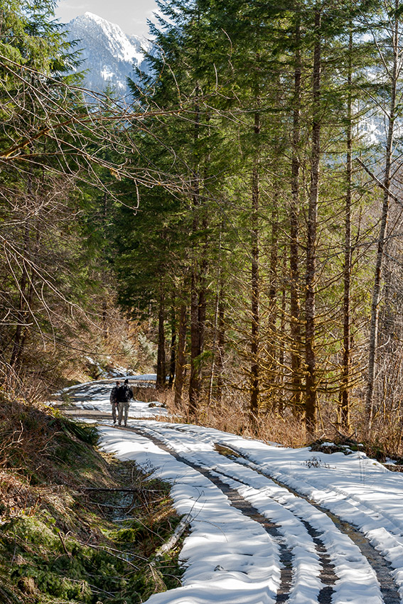 walking down the snowy Forest Service road after a day of wandering
