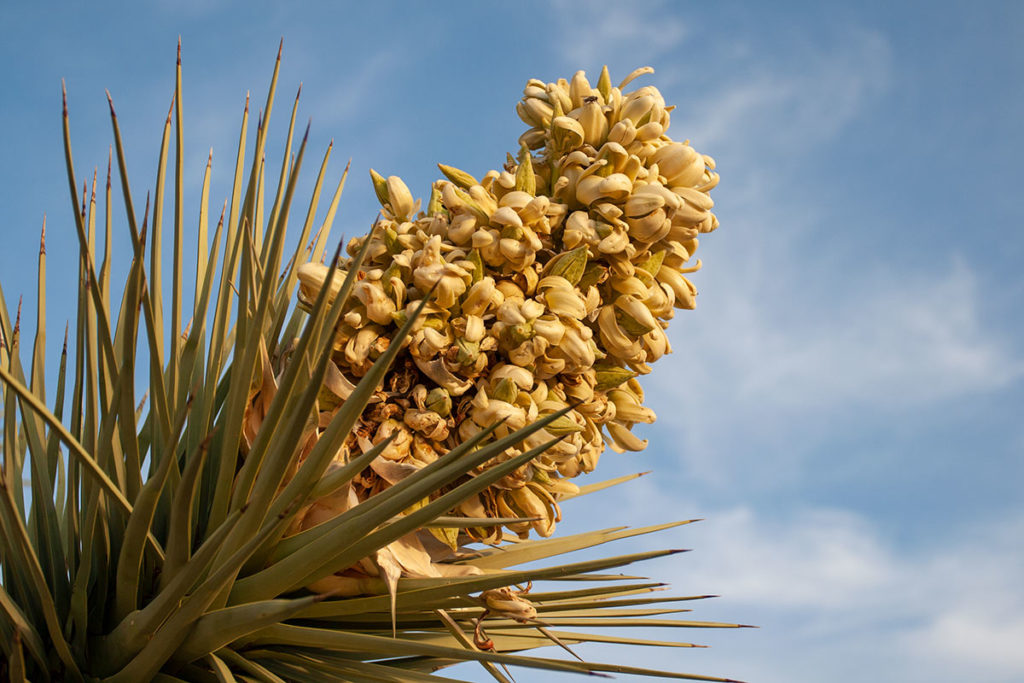 joshua tree flower with fly perched on it - thick creamy petals falling off as green seedpods shove through them