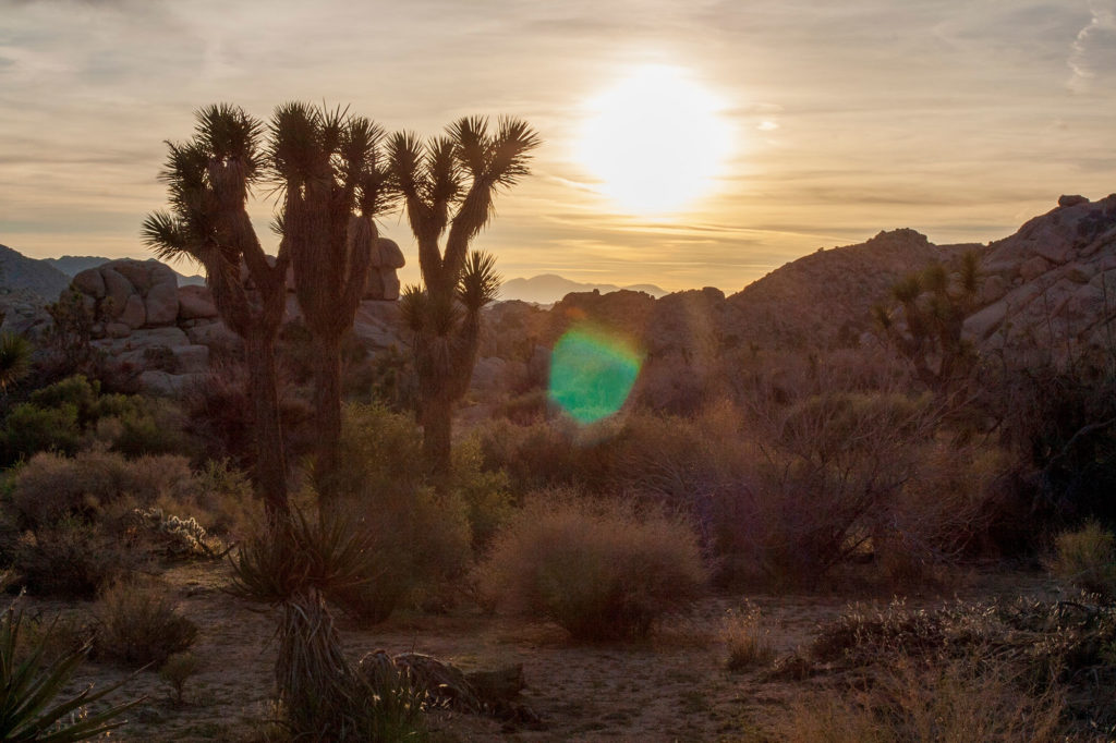 setting sun over joshua trees, scrub, and rocky hills tinted yellow-pink in the warm light