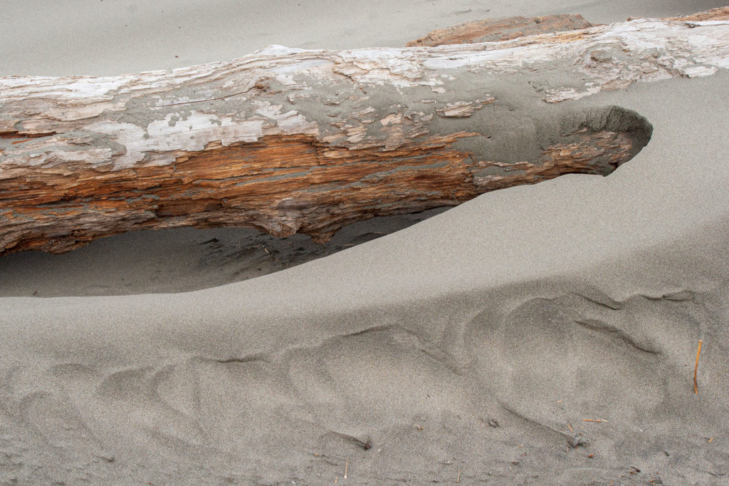 sand dusts a decaying beach log, white at the top with its orange insides exposed and ripped into shaggy strips, the pale gray sand forming a crest in the lee of the log