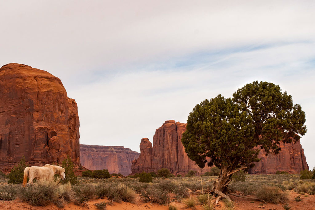 white horse walking through scrubland in front of red-orange rocks jutting from the landscape, a scraggly small tree to the side, beneath an overcast sky