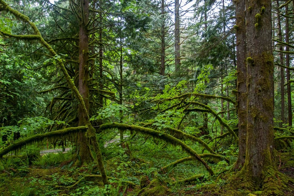 arching, moss-covered branches of vine maple beneath a canopy of conifers