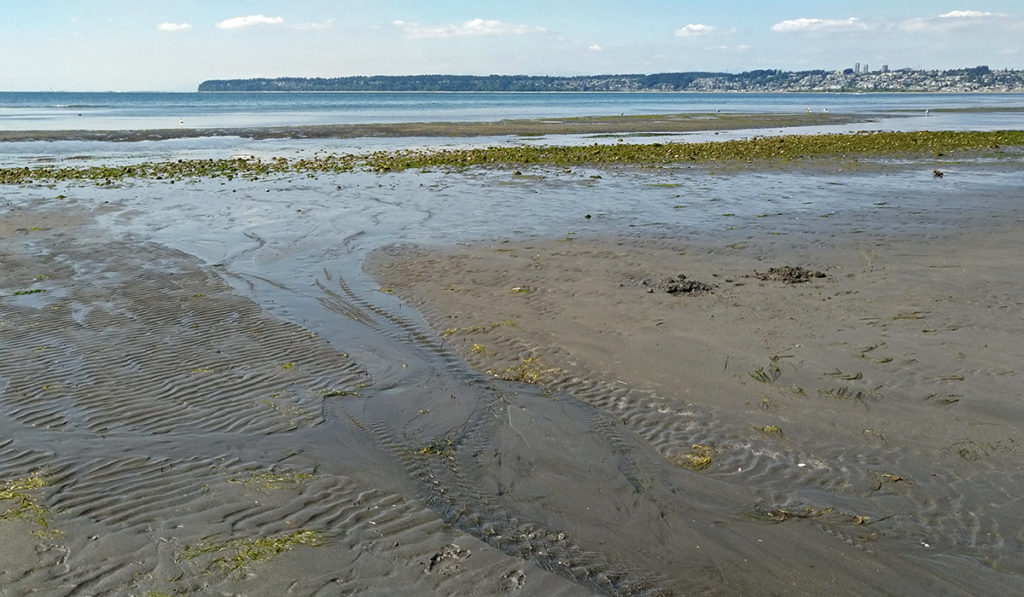 water trickles across the washboard gray-brown sand to the bay, beneach a cloud-dotted blue sky with seagulls on the water's edge and Canada across the water