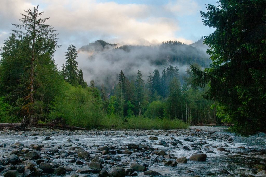 fog rises over the Taylor river, above a lush forest