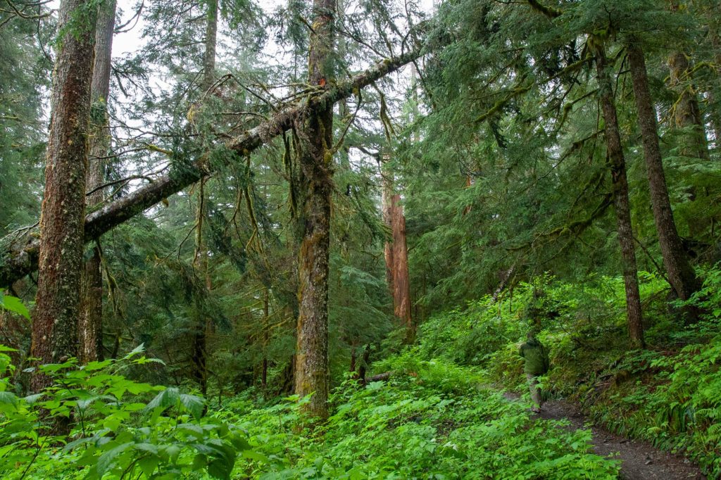 man in a green jacket walks along the Barclay Lake trail through a profusion of bright green new growth, beneath a canopy of old conifers