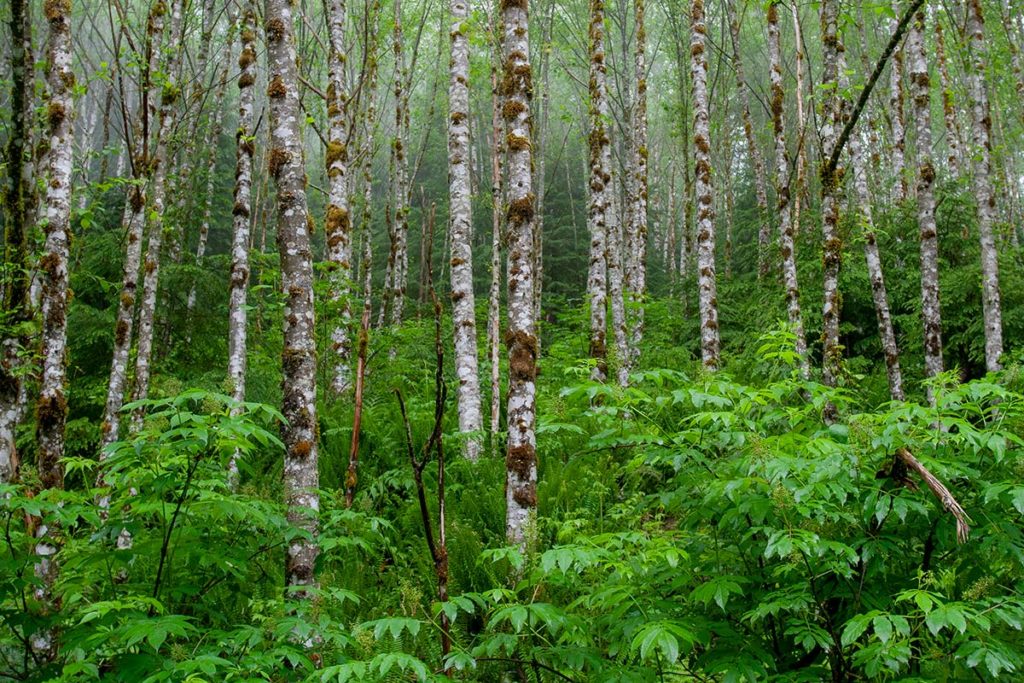 skinny saplings dotted with brownish clumps of moss form a grove on a hillside, emerging from bright green undergrowth, with mist shrouding conifers upslope