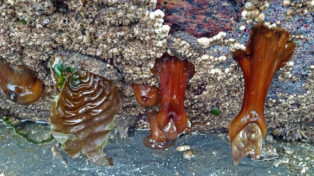brown sea anemones hanging from the underside of a barnacle-encrusted rock