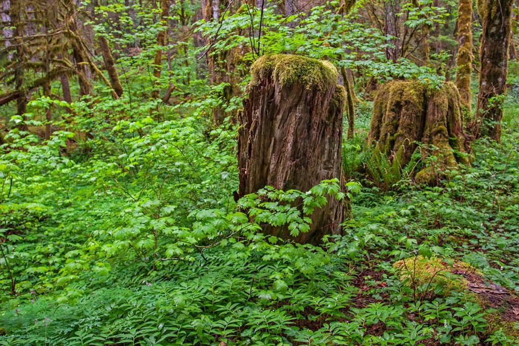 rotting cedar stumps topped with thick moss in a green sea of bright vine maple leaves and false solomon's seal