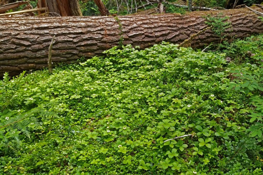 a sea of bright green twinflower vines and bunchberry dogwood, dotted with white floral bracts, carpeting the forest floor beside a fallen log from a conifer