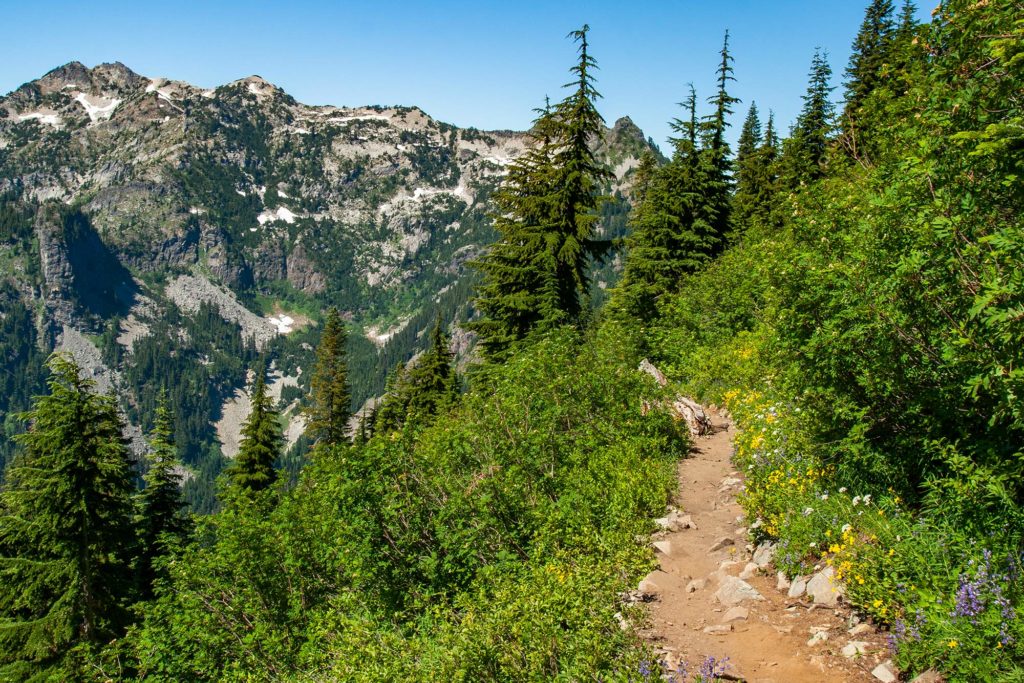 yellow and purple wildflowers overhang a dirt trail dotted with white rocks you have to be careful not to trip on, lush greenery on both sides of the trail, loose trees ahead, and in the distance a mountain tan and gray and green with small patches of snow still lingering