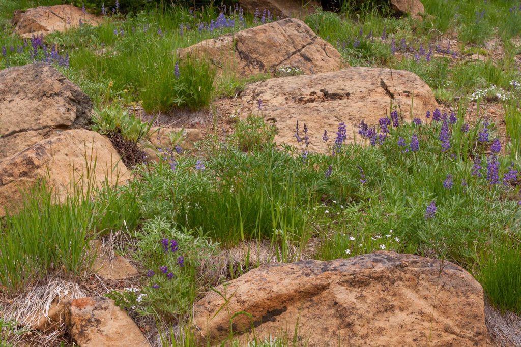 purple native lupine and white phlox between orange boulders in a field