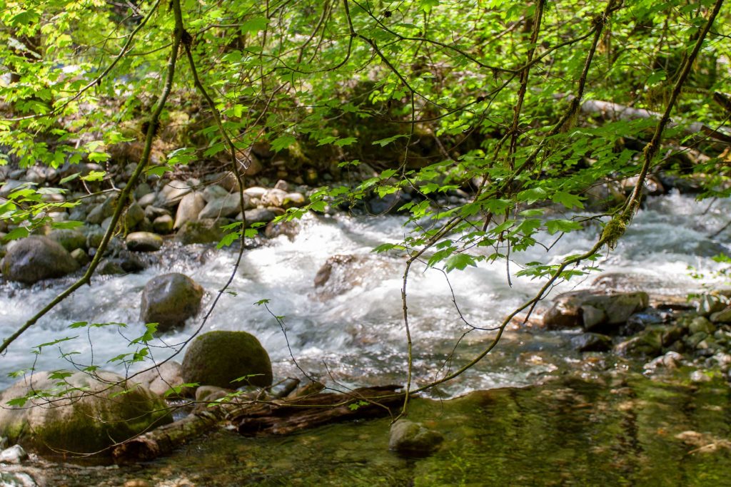 vine maple branches hang over a quiet stream where it meets a rushing channel