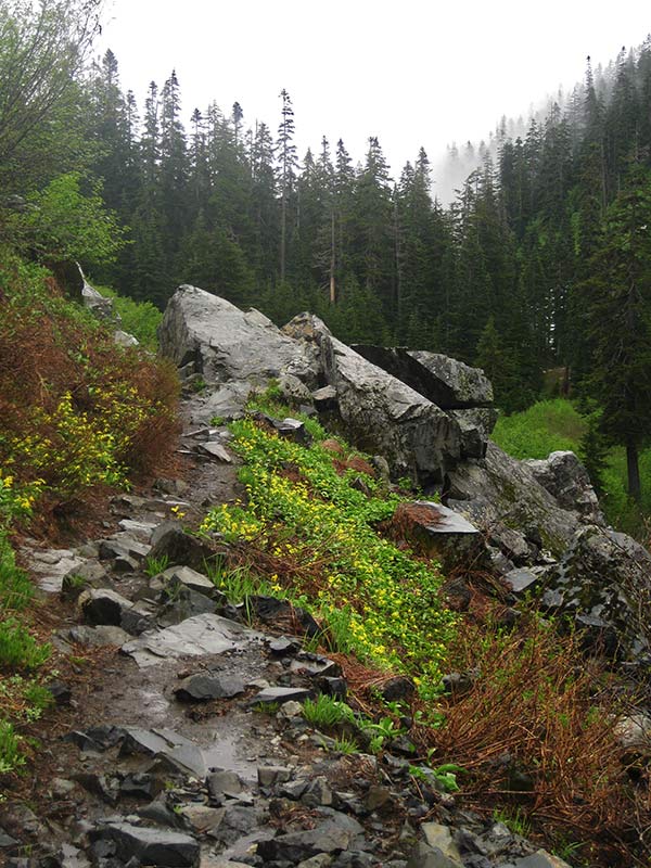 yellow glacier lilies carpet the earth on either side of a rocky trail before an outcropping of boulders, tall conifers in the background