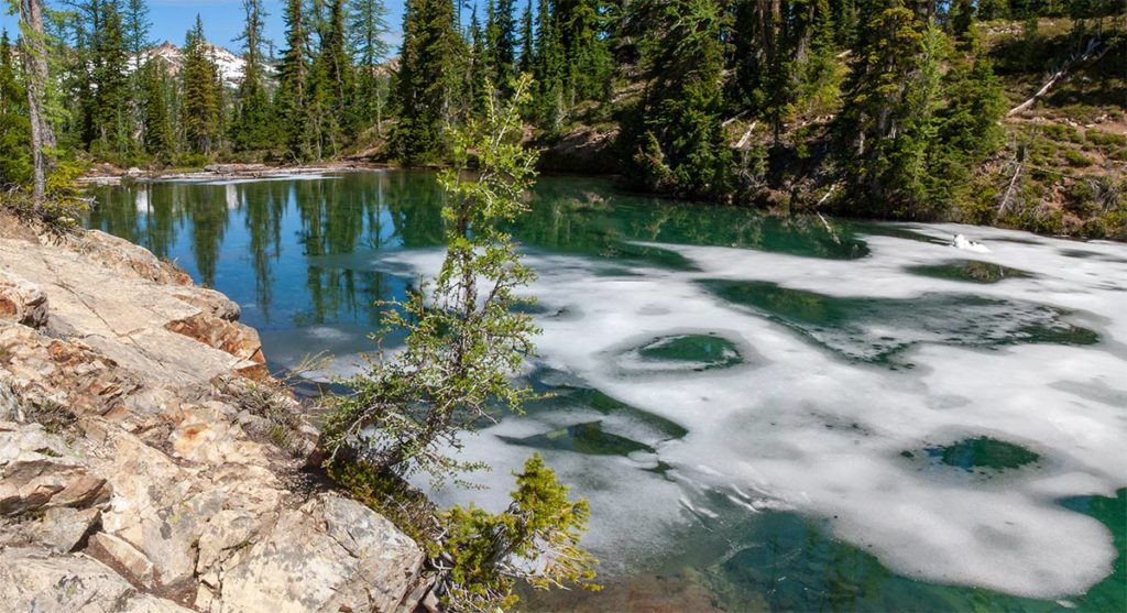 scraggly stunted larches arc from the orange boulder edging Blue Lake, dangling over the deep green water still skim-coated with thin patchy ice, the lake's outlet and distant mountains behind 