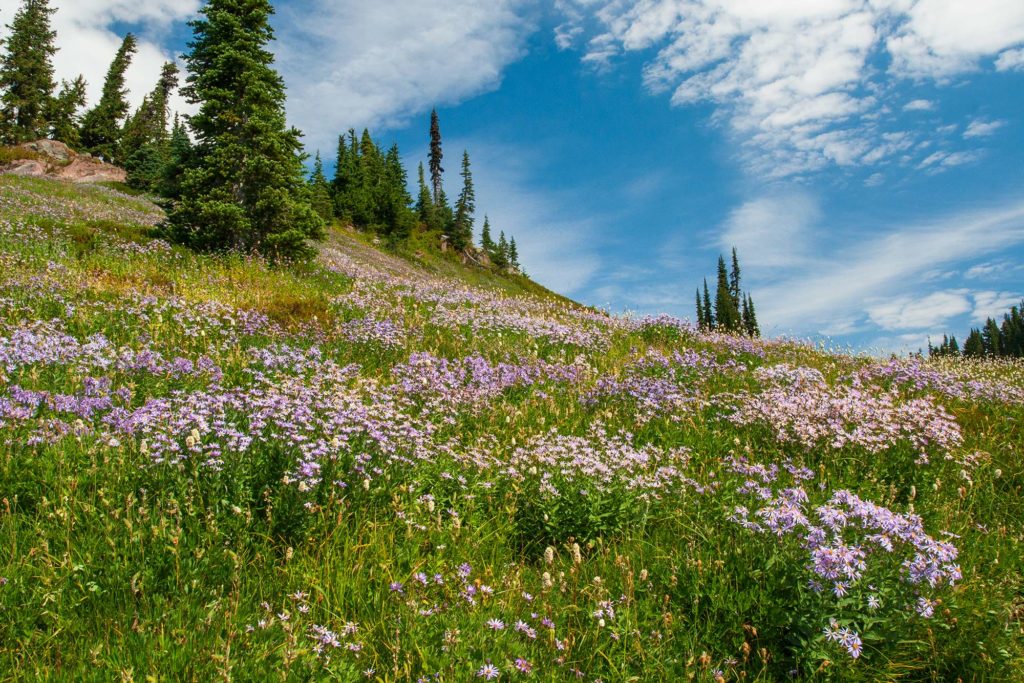 bunches of purple and pink asters dot an idyllic meadow slope with artfully placed stands of trees, beneath a blue sky dashed with white clouds