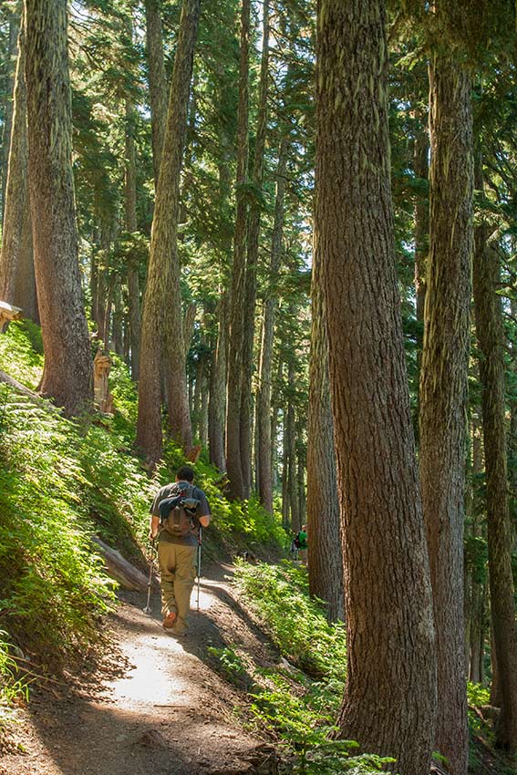 man with trekking poles hikes down a trail through a stand of lichen-draped trees, sun cutting through the bright forest 