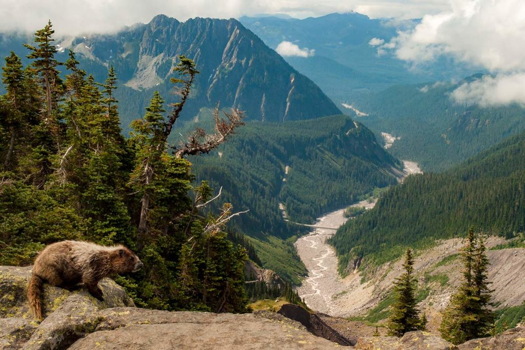 A marmot sits on a rock ledge above a deep river valley, contorted and half-stripped alpine trees packed together like an oversized bonsai garden behind, with mountains, forest and clouds off into the far distance