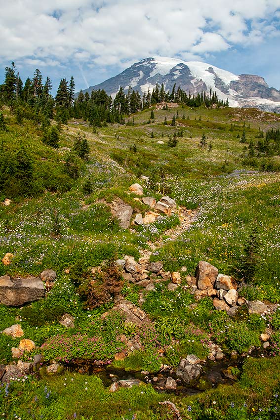 the summit of Mount Rainier, snowcapped with bare sides, peeks out above the hillside bright with sprinkled white and yellow flowers, a stream channel winding through the middle marked by yellow rocks, while a channel with water passes across the frame, edged with bunches of pink flowers