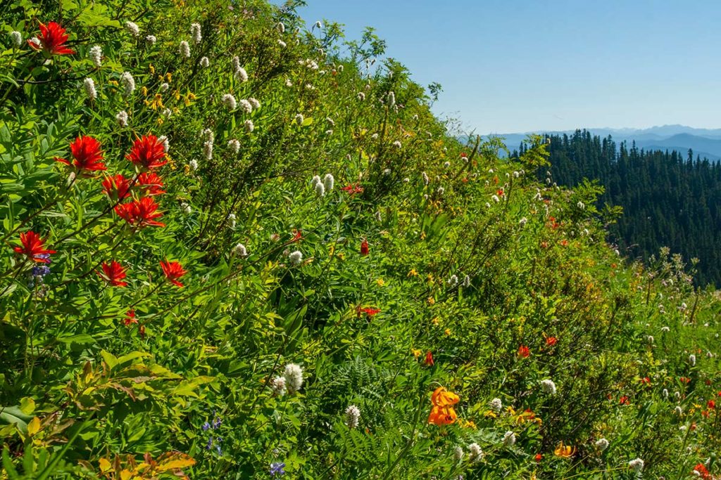 bright red Indian paintbrush, orange tiger lily, purple lupine, and yellow and white flowers spot a vibrant green slope, with a dark hillside of conifers behind, and blue mountains in the far distance beneath a clear sky