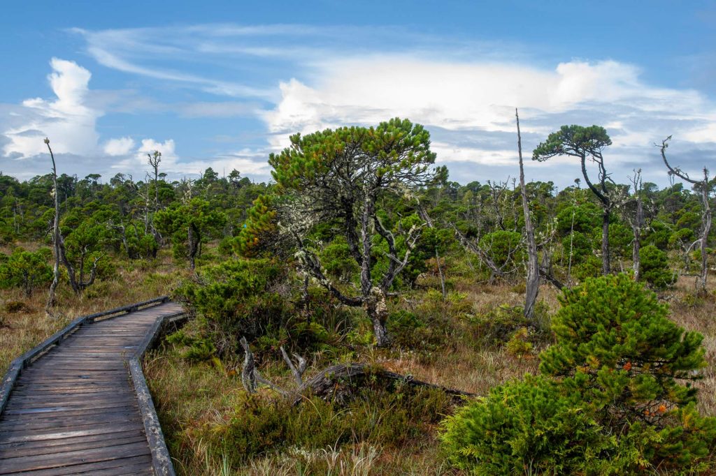wooden boardwalk curves behind low stunted shore pines as it cuts through a bog filled with snags