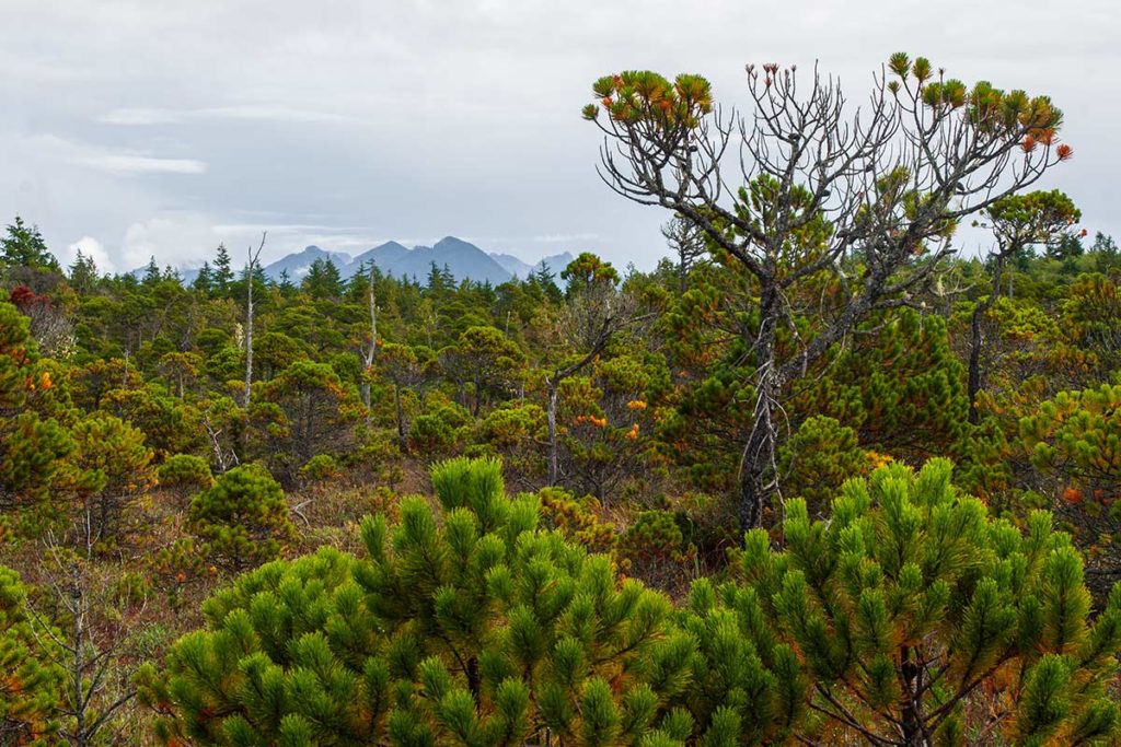 bright green needles form pillowy domes in the bog, mountains in the distance
