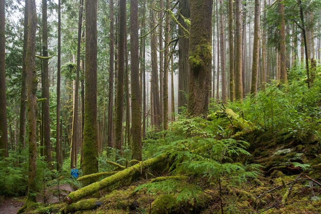 mist through the trees of a forested hill, the floor bright foliage and moss-covered logs