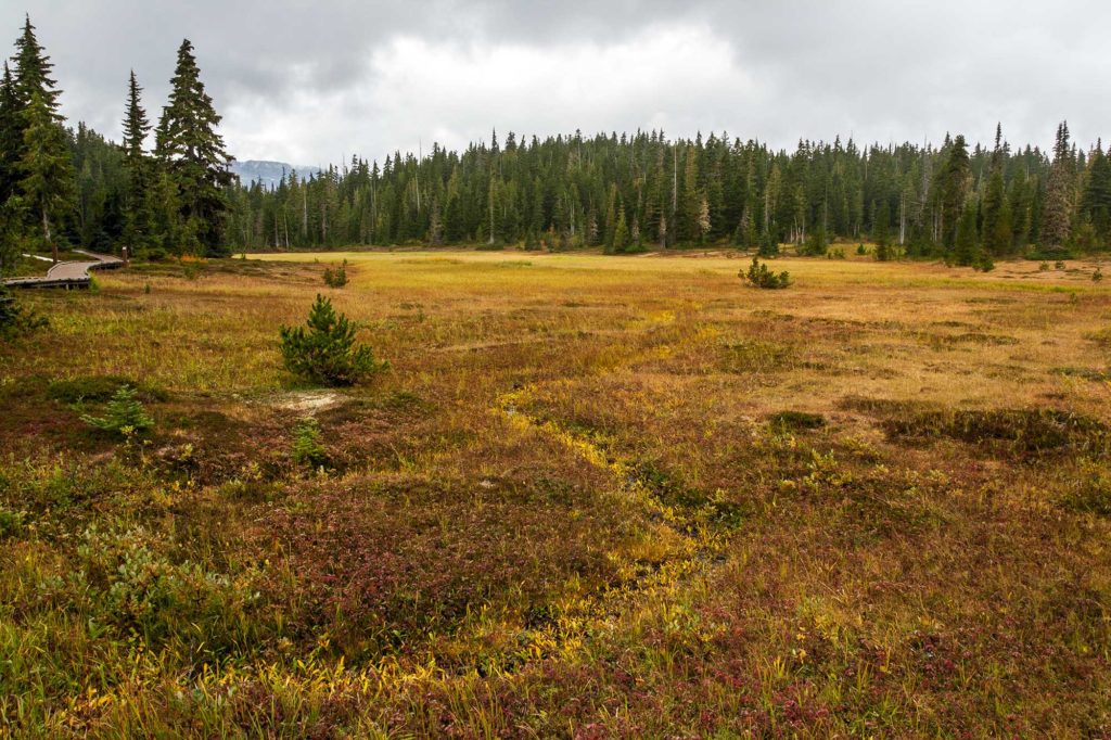 bright yellow plants mark the winding path of a tiny stream through a field in red and yellow autumn colors